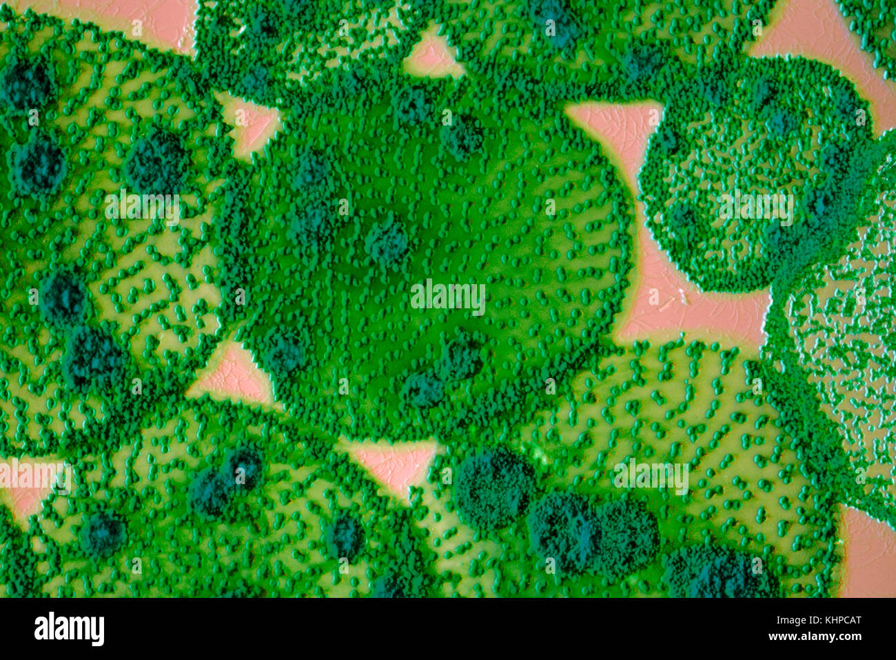 Volvox colony hi-res stock photography and images - Alamy
