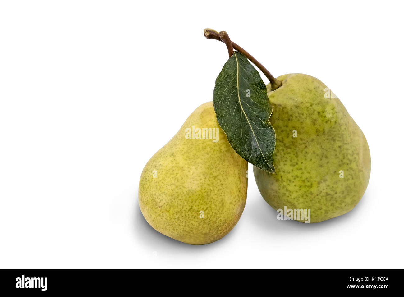 Two ripe yellow pears with green leaf. Presented on a white background ...