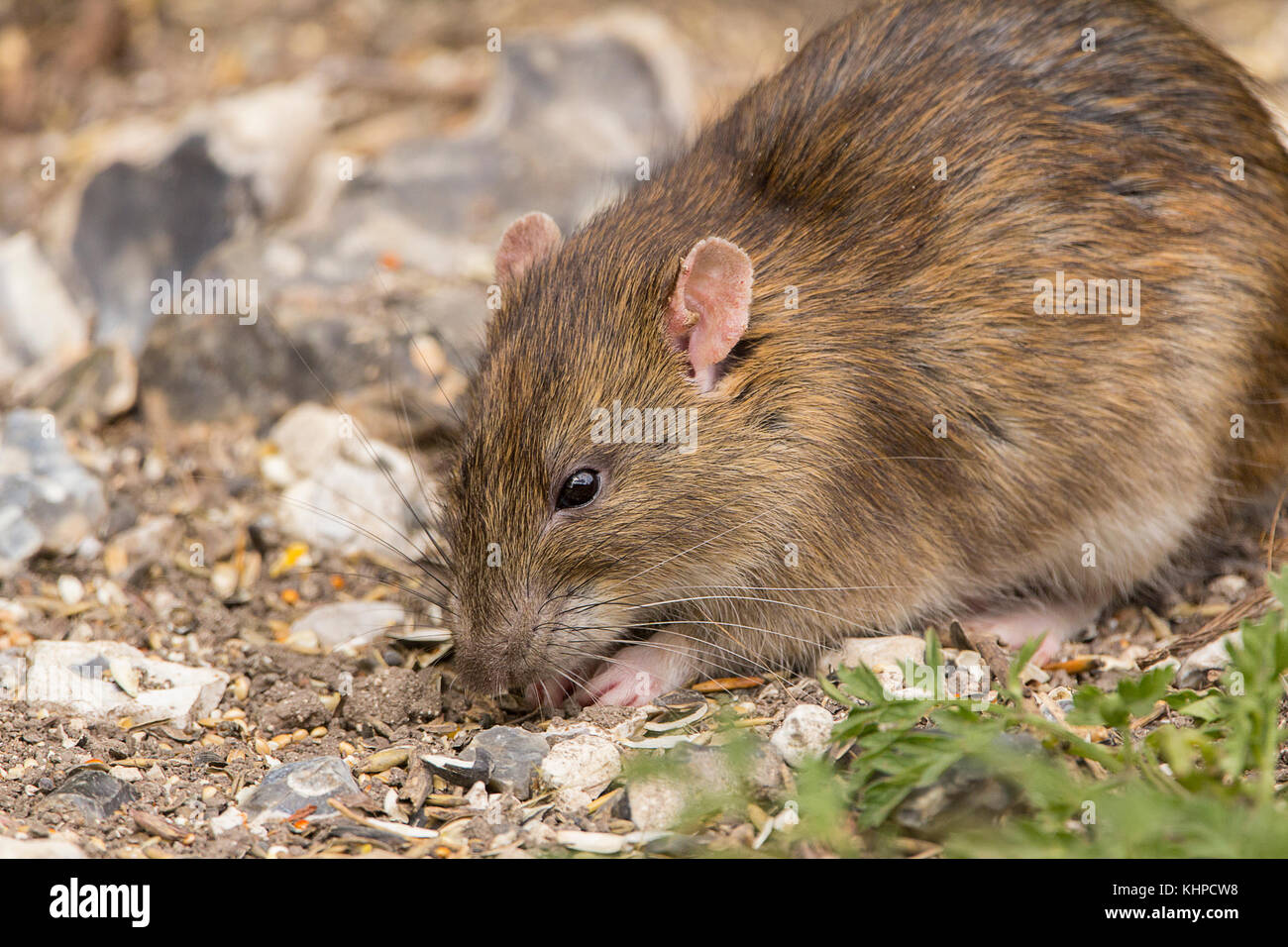 Rat brown feeding under bird feeders at a wildlife reserve. It has some