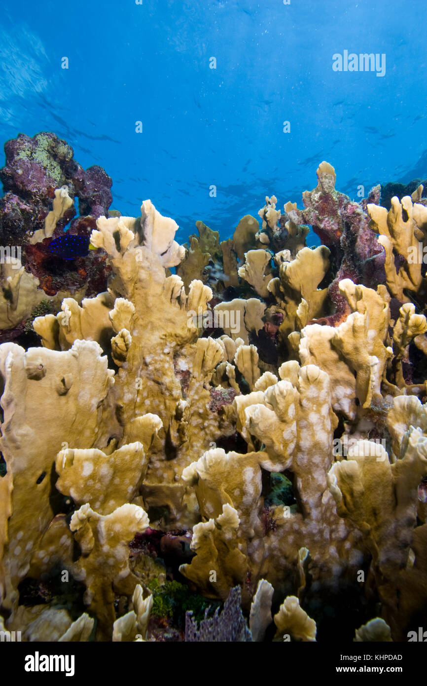 Blade Fire Coral, Millepora Complanata Stock Photo