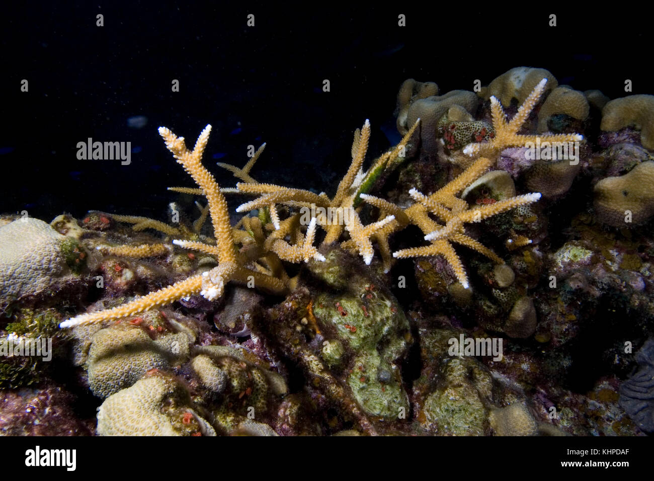 Staghorn coral, Acropora cervicornis, a Critically Endangered species, Florida Keys Stock Photo