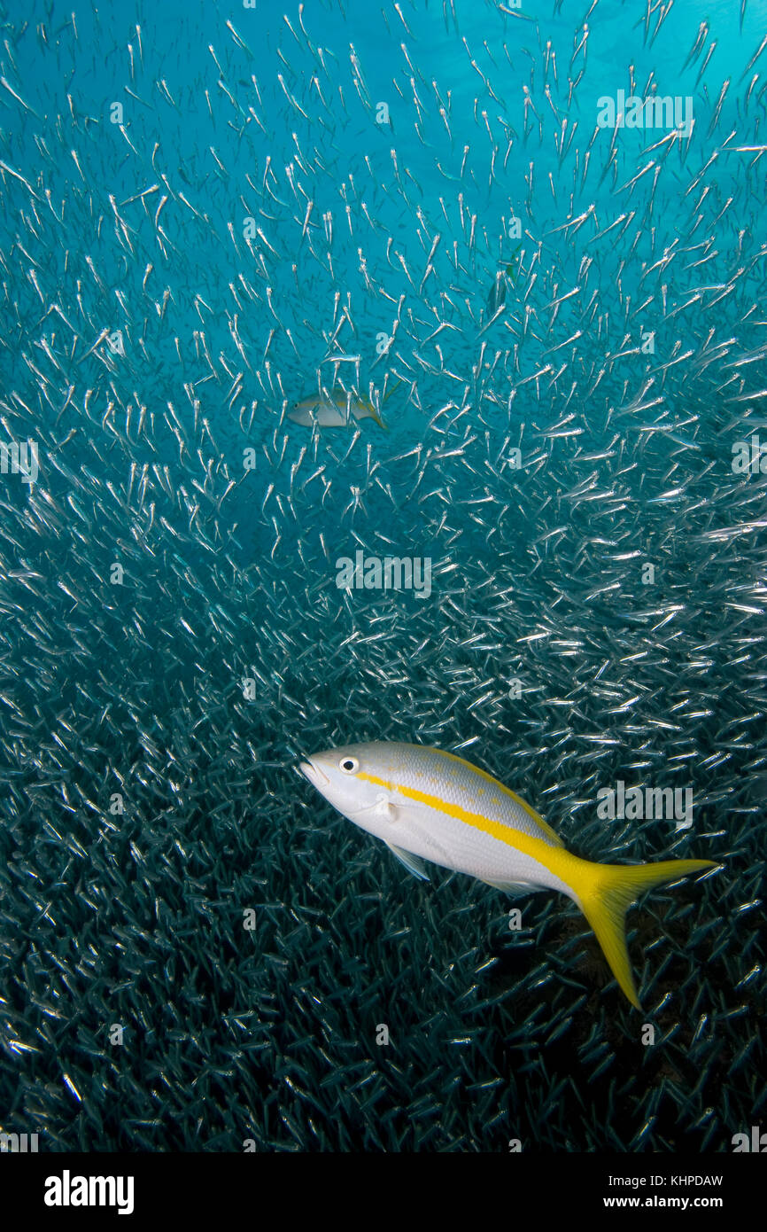 Yellowtail snapper, Ocyurus chrysurus, feeding on baitifsh, Florida Keys National Marine Sanctuary Stock Photo