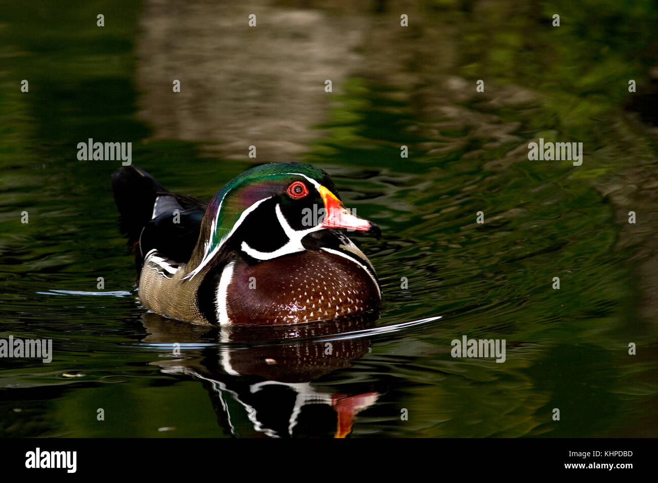 Wood Duck, Aix sponsa Stock Photo Alamy