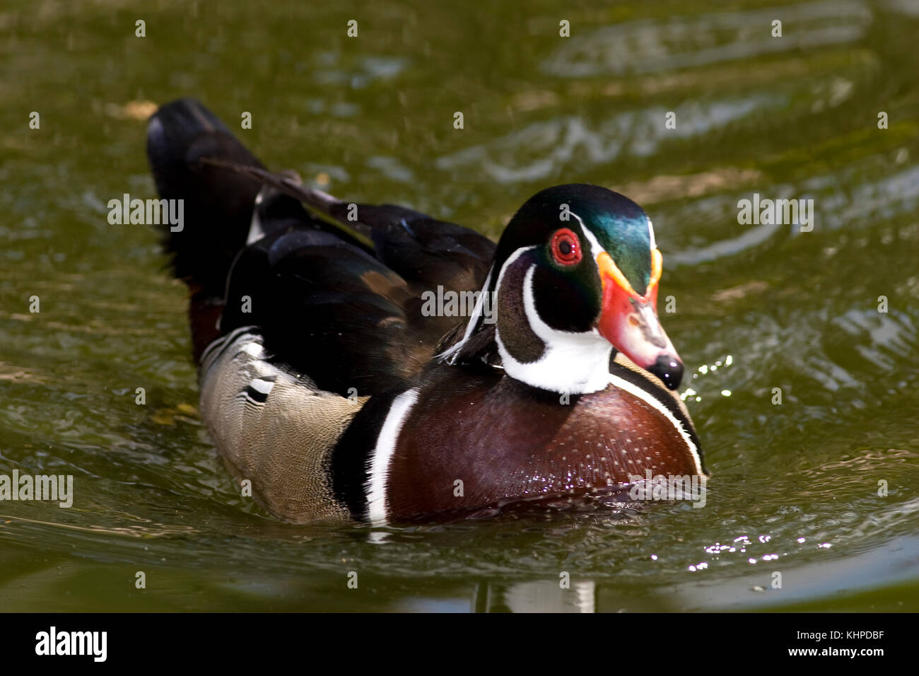 Wood Duck, Aix sponsa Stock Photo Alamy