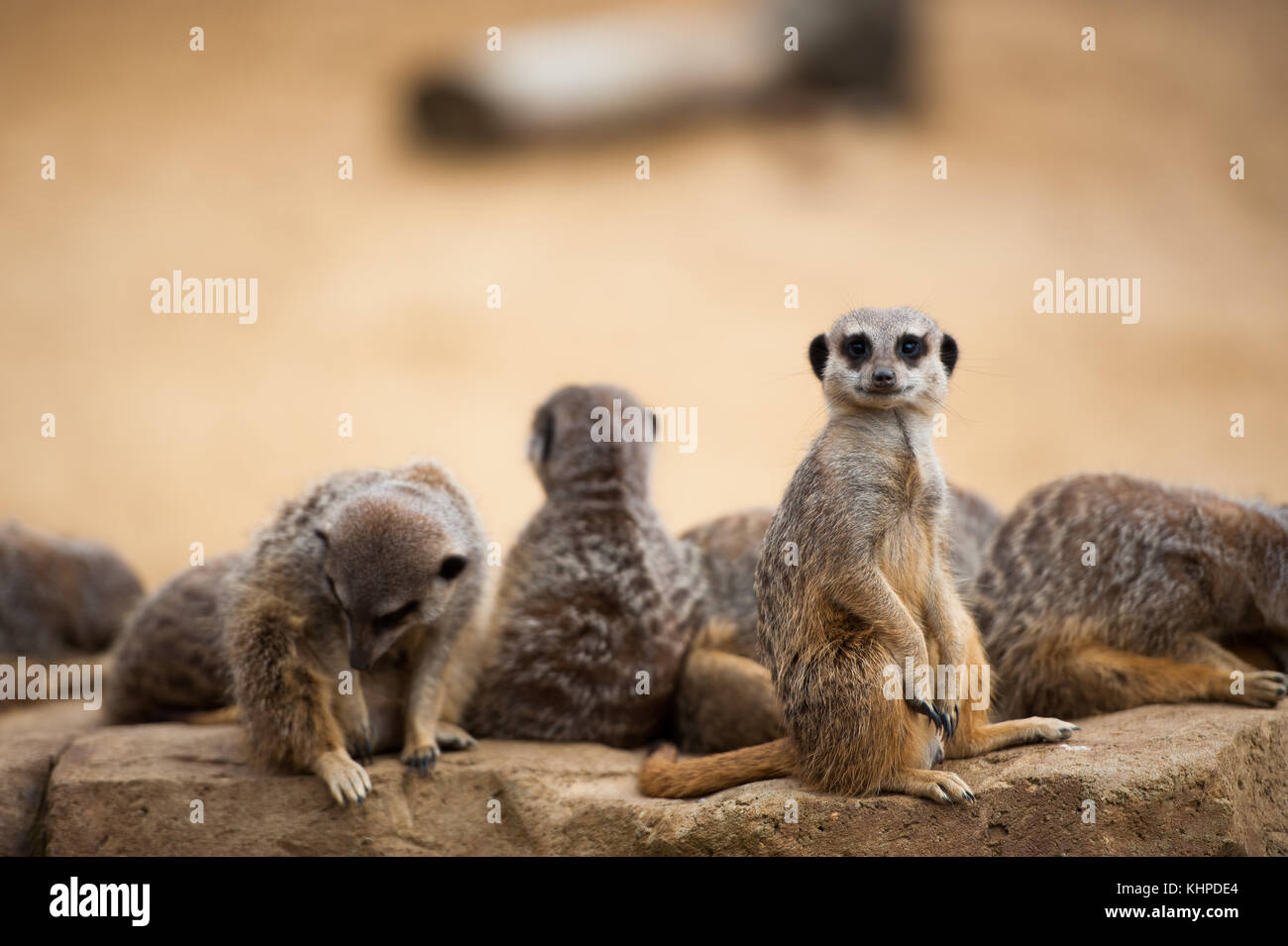Collection of zoo animals in their enclosures. Mammals and Birds Stock