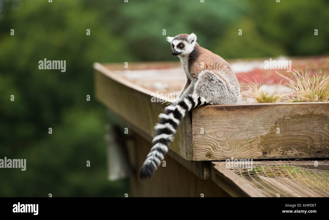 Collection of zoo animals in their enclosures. Mammals and Birds Stock