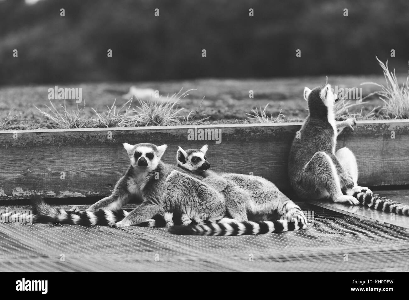 Collection of zoo animals in their enclosures. Mammals and Birds Stock