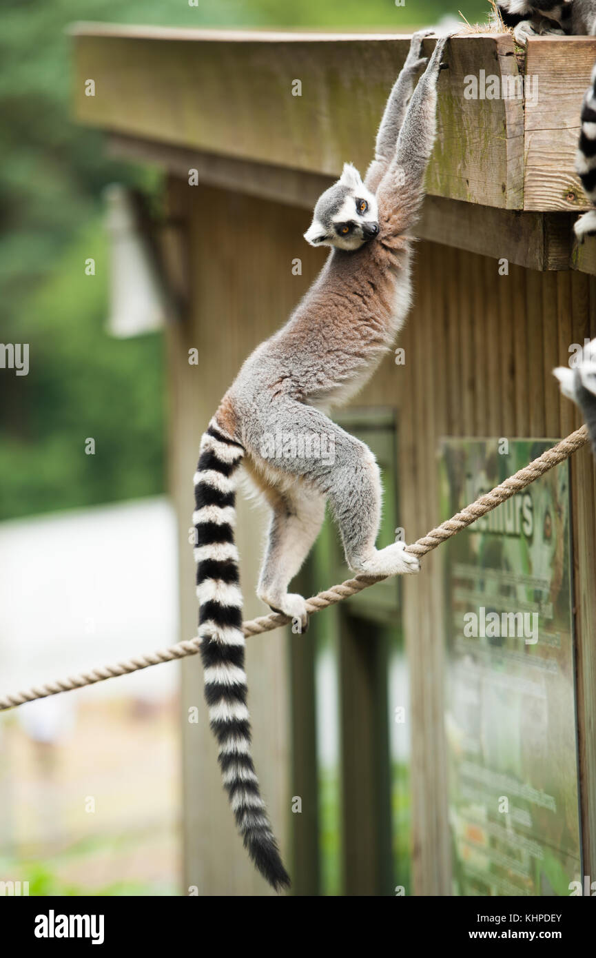 Collection of zoo animals in their enclosures. Mammals and Birds Stock