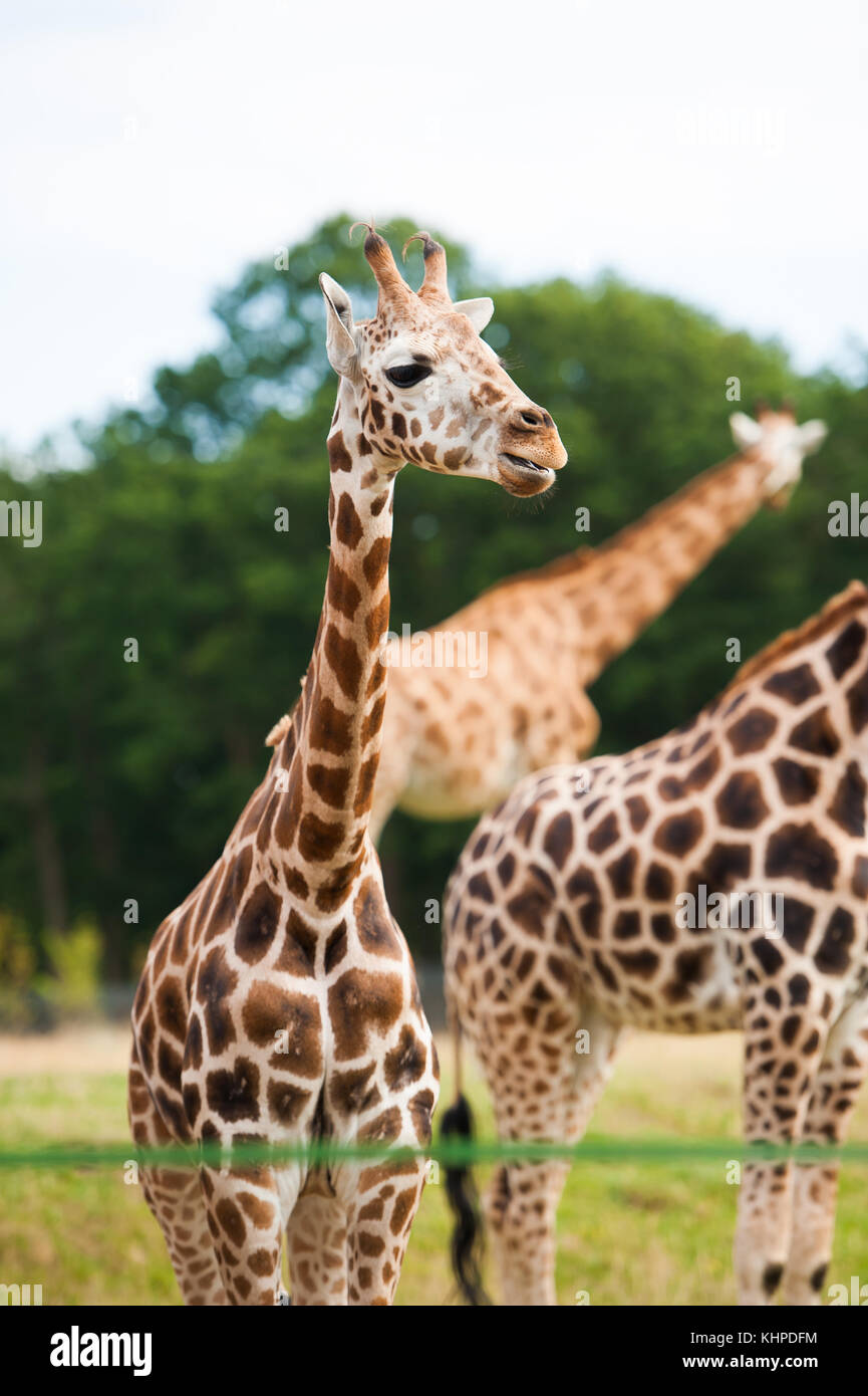 Collection of zoo animals in their enclosures. Mammals and Birds Stock