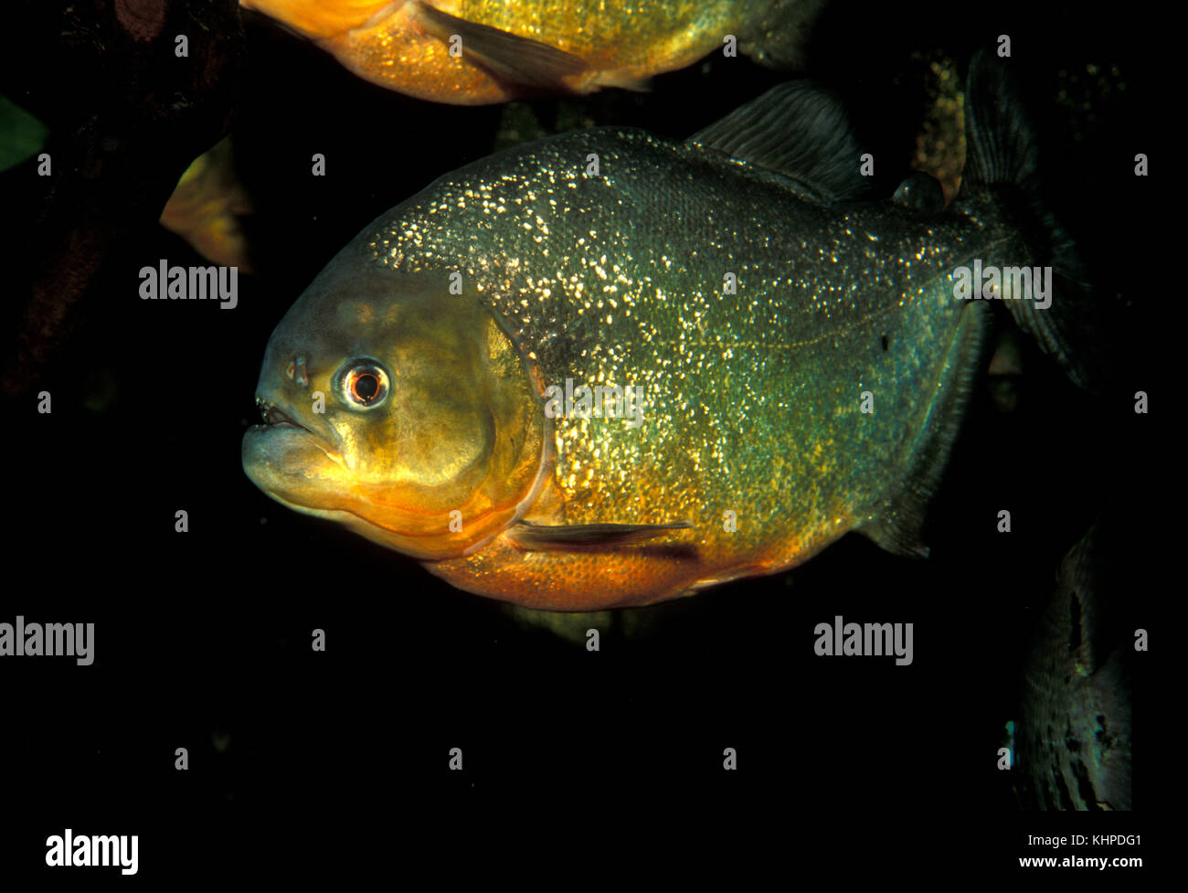 Red Piranha, Pygocentrus natterei Stock Photo