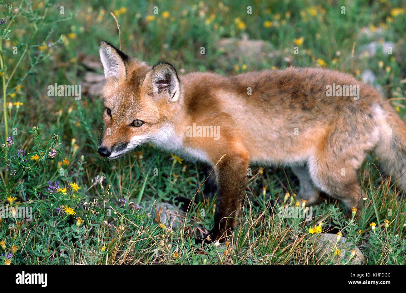American red fox hi-res stock photography and images - Alamy