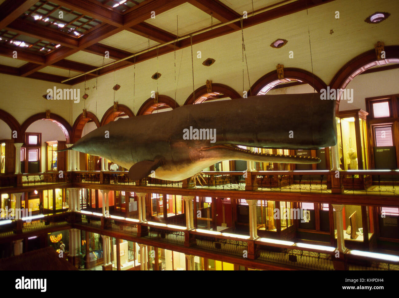 Bishop Museum, Sperm Whale, Honolulu, Hawaii Stock Photo