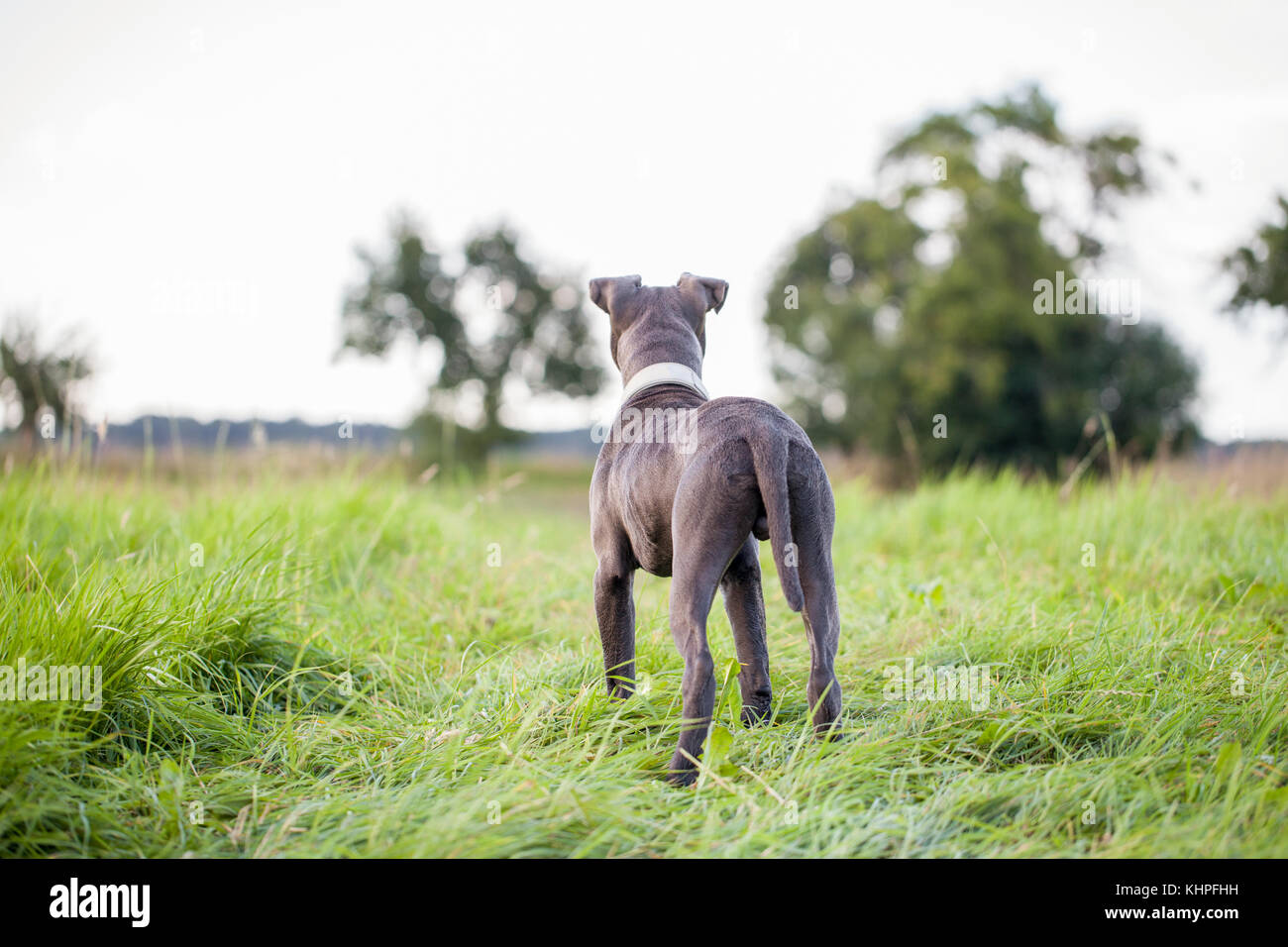 pitbull dog with blue collar on grass background Stock Photo