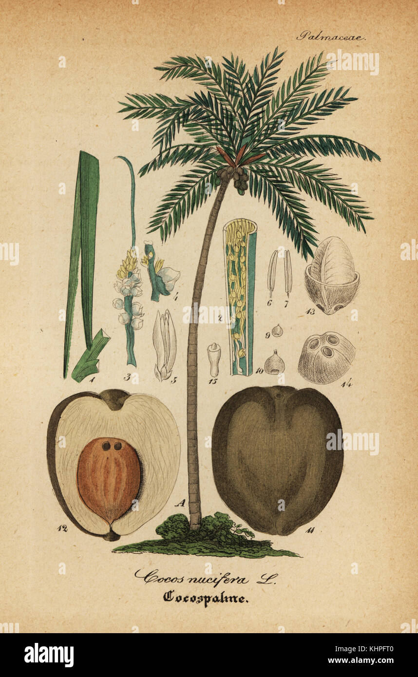 Coconut tree, Cocos nucifera. Handcoloured copperplate engraving from Dr. Willibald Artus' Hand-Atlas sammtlicher mediinisch-pharmaceutischer Gewachse, (Handbook of all medical-pharmaceutical plants), Jena, 1876. Stock Photo