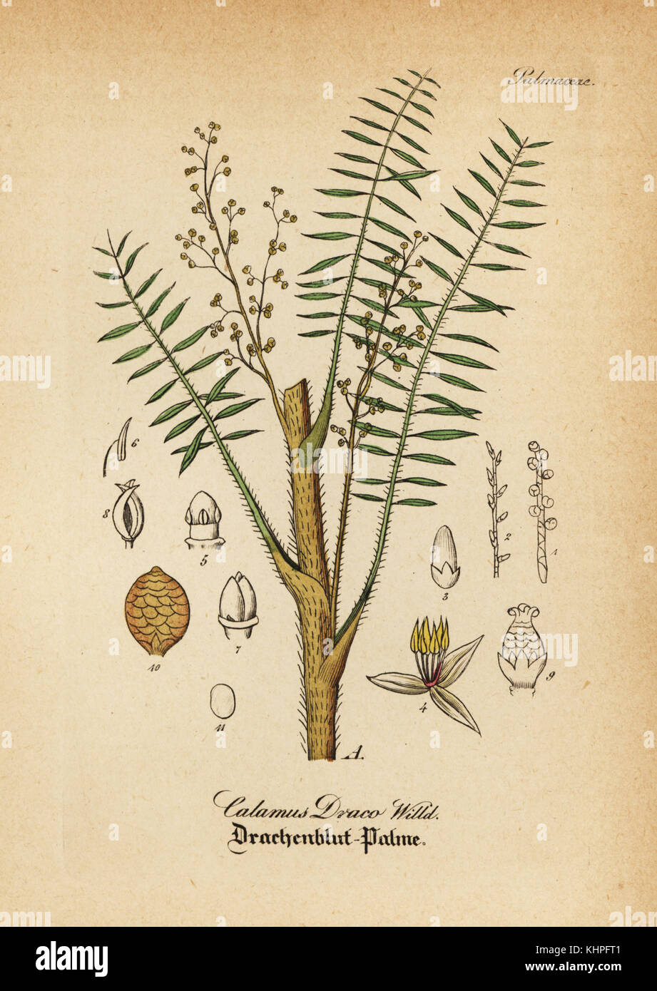 Dragon's blood palm, Daemonorops draco (Calamus draco). Handcoloured ...