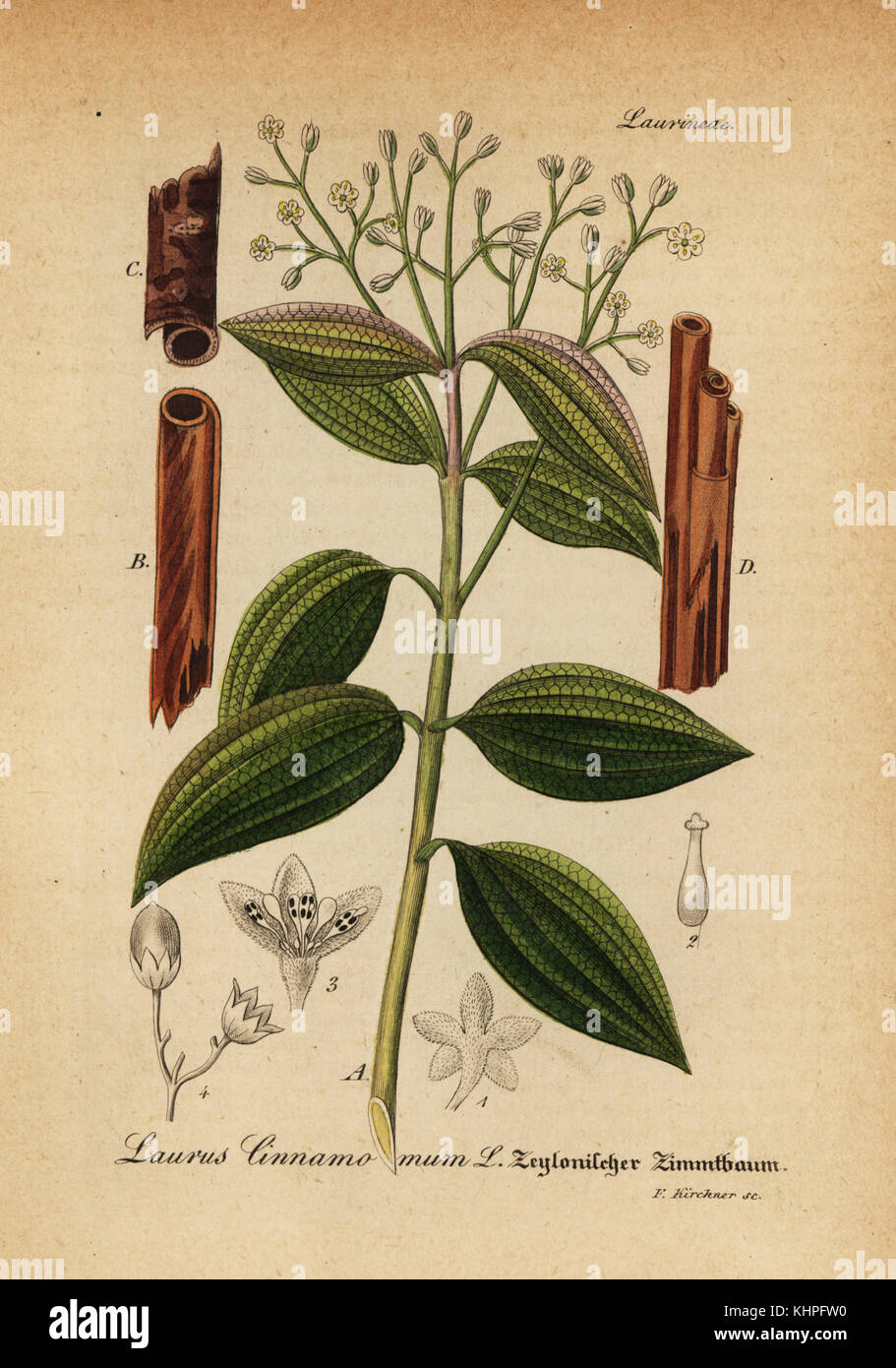 True cinnamon tree or Ceylon cinnamon tree, Cinnamomum verum (Laurus