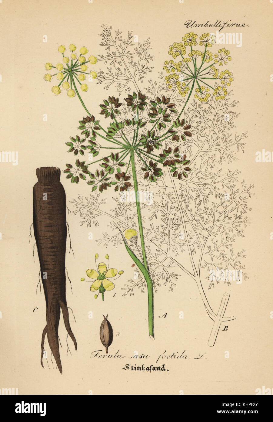 Ferula Asafoetida