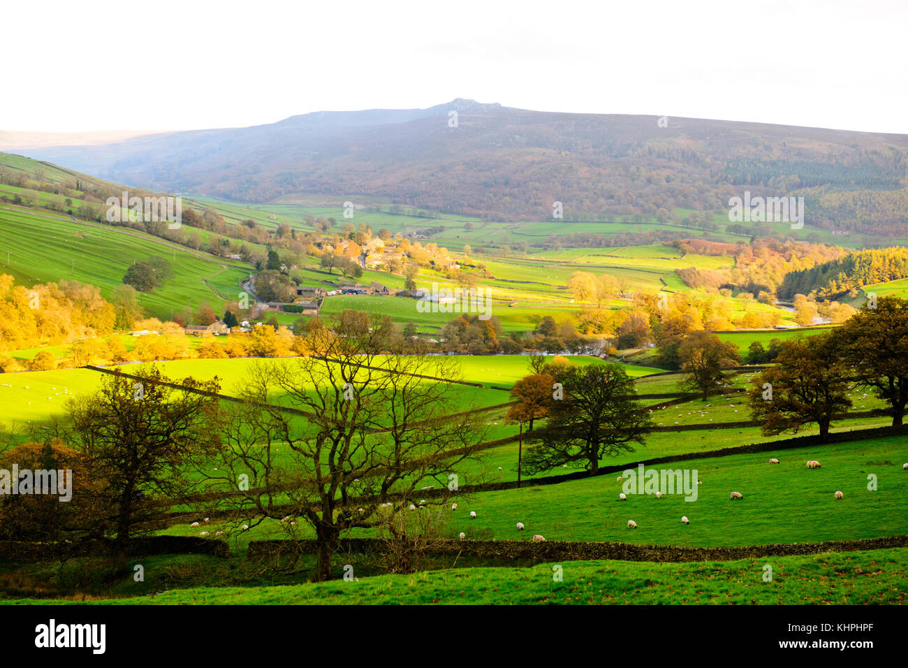 Sheep On A Farm In The Yorkshire Dales, Nidderdale, North Yorkshire