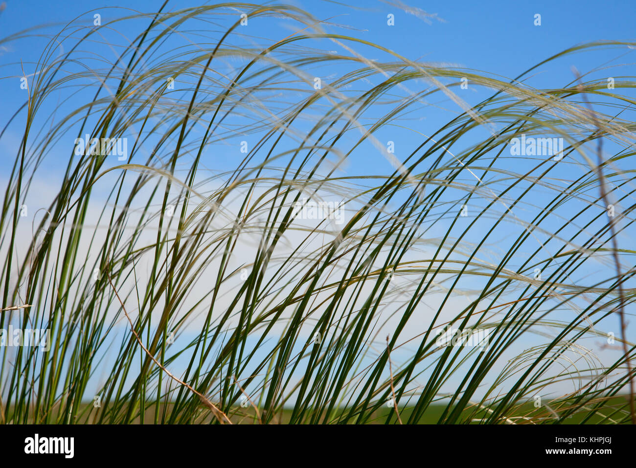 Stipa Against the backdrop of a blue summer sky Stock Photo