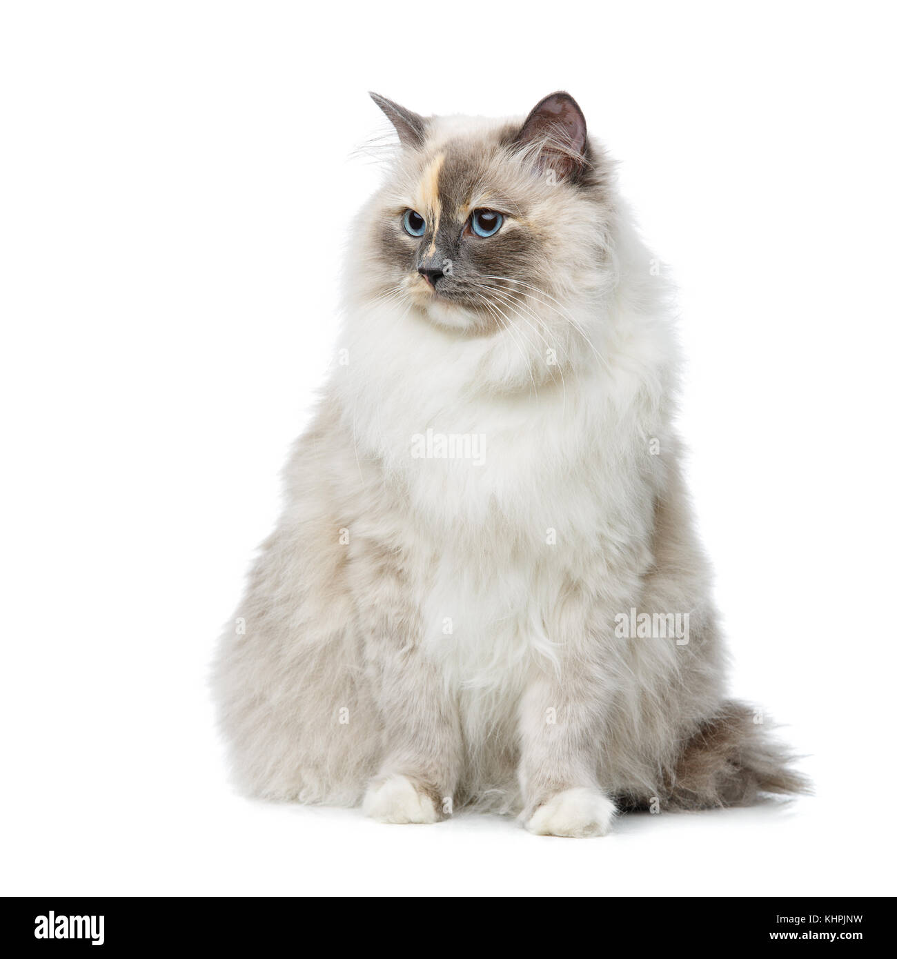 Long haired burmese hi-res stock photography and images - Alamy Long haired burmese hi-res stock photography and images - Alamy