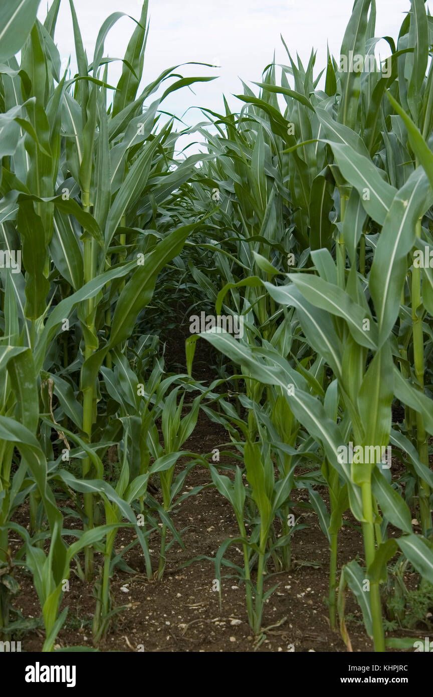 view into cornfield Stock Photo Alamy
