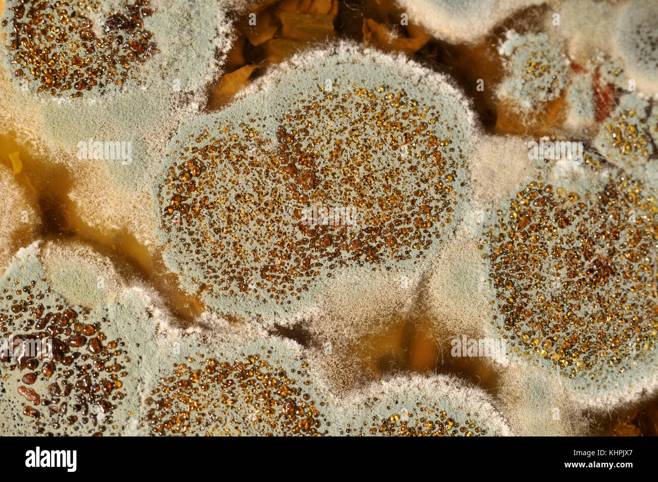 Mold Growth Stock Photos & Mold Growth Stock Images Alamy