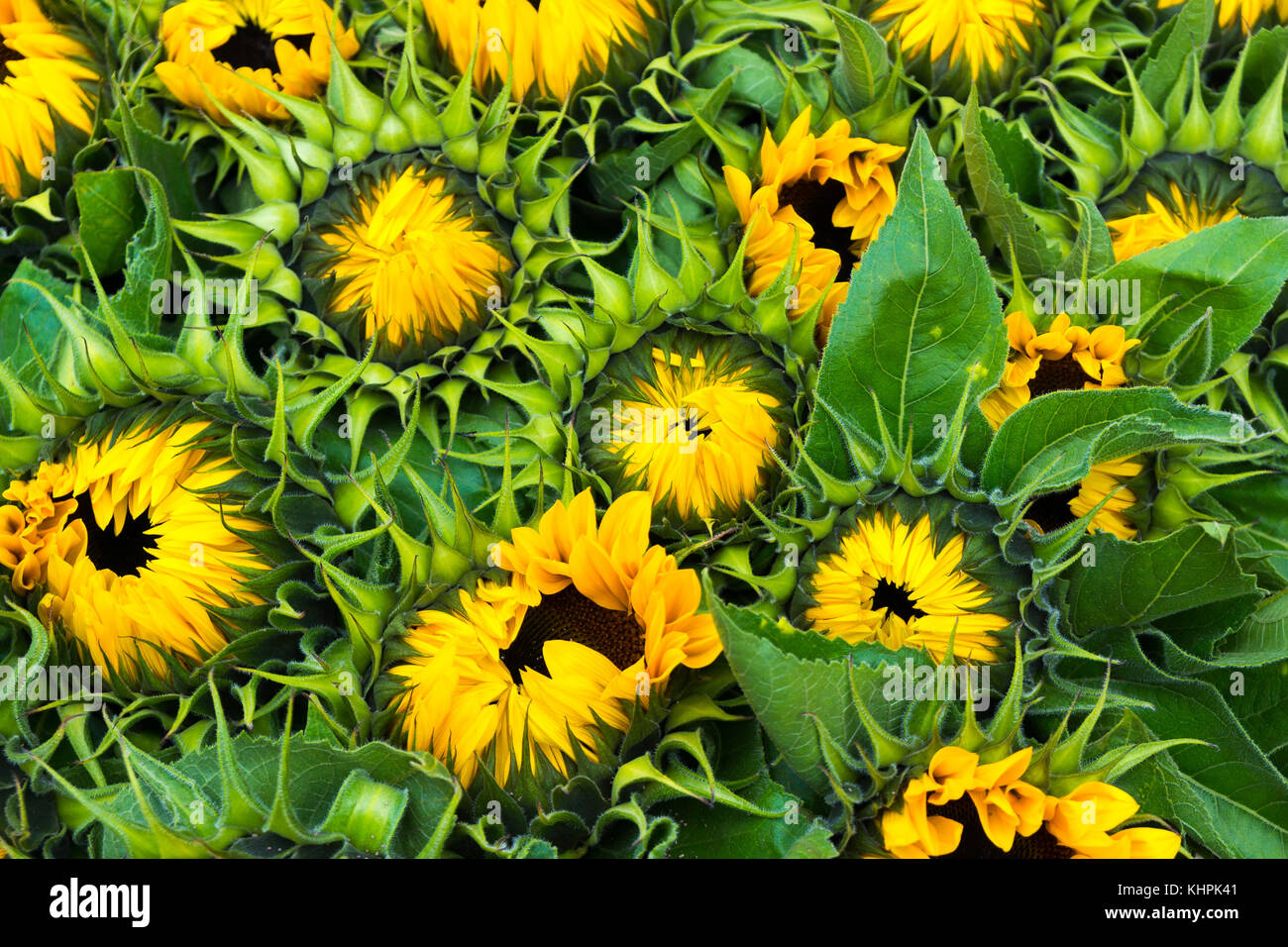 Fresh sunflowers for sale Stock Photo Alamy
