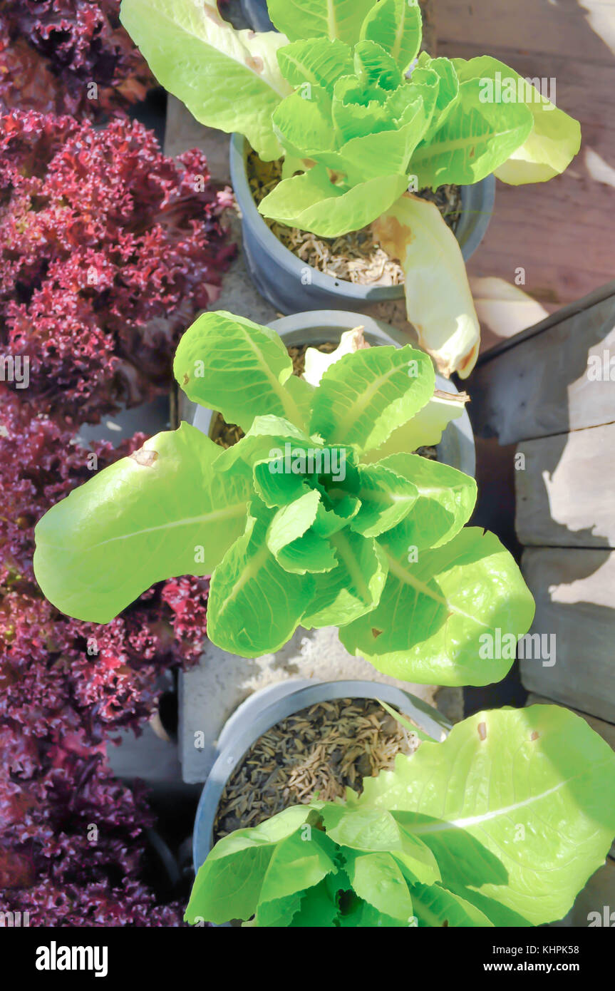 green cos lettuce in the flowerpot Stock Photo Alamy