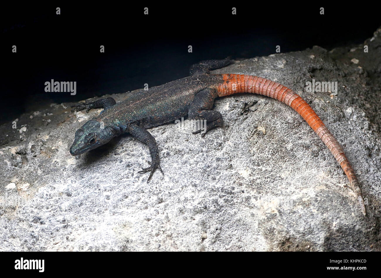 Male Lebombo flat lizard (Platysaurus lebomboensis, Stock Photo