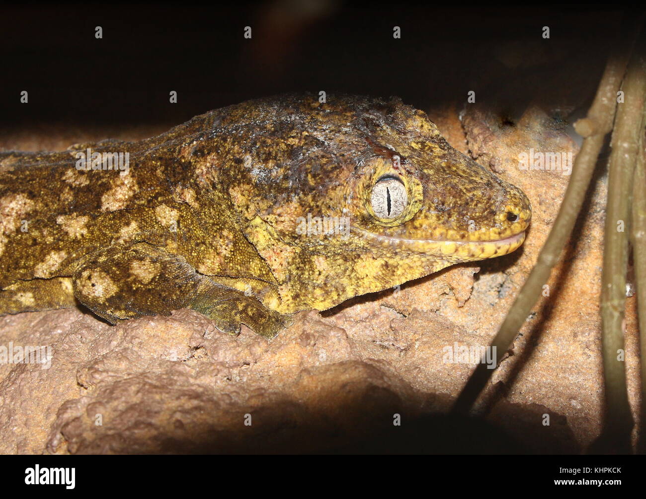 New Caledonian or Leach's giant gecko (Rhacodactylus leachianus) Stock Photo