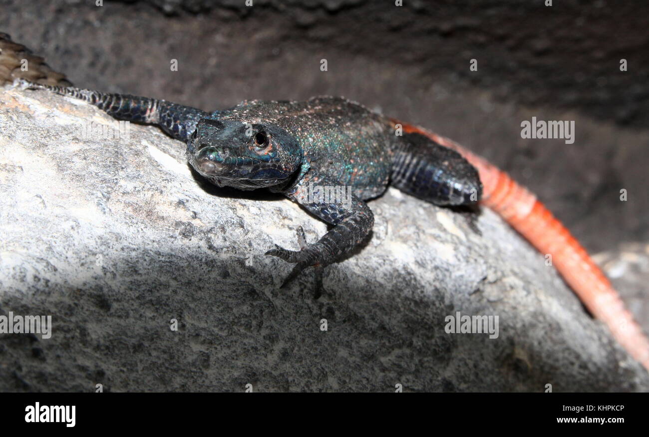 Male Lebombo flat lizard (Platysaurus lebomboensis, Stock Photo