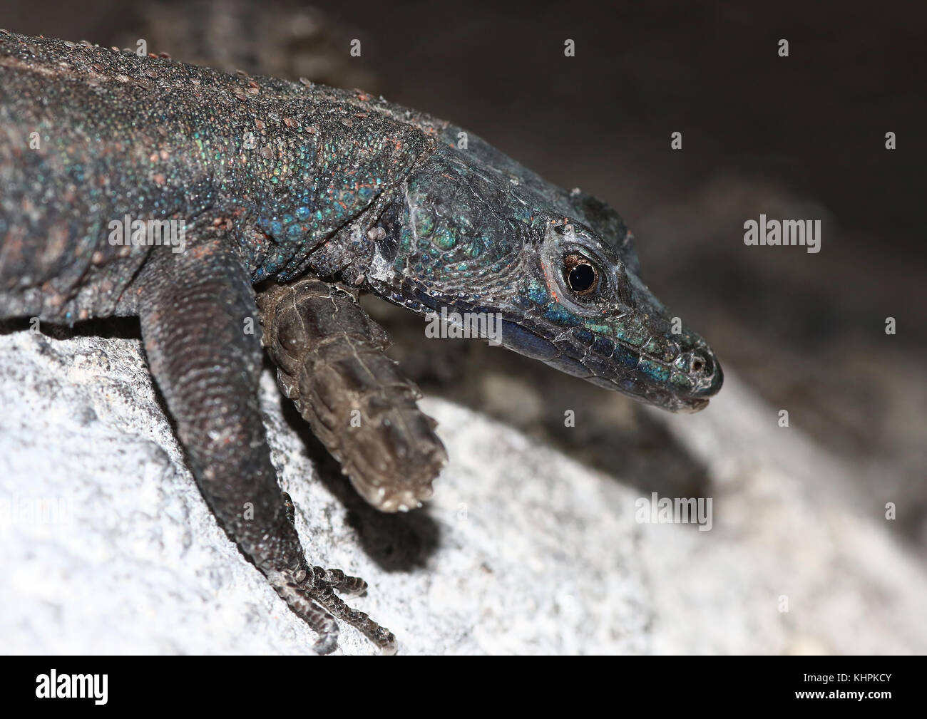 Male Lebombo flat lizard (Platysaurus lebomboensis, Stock Photo