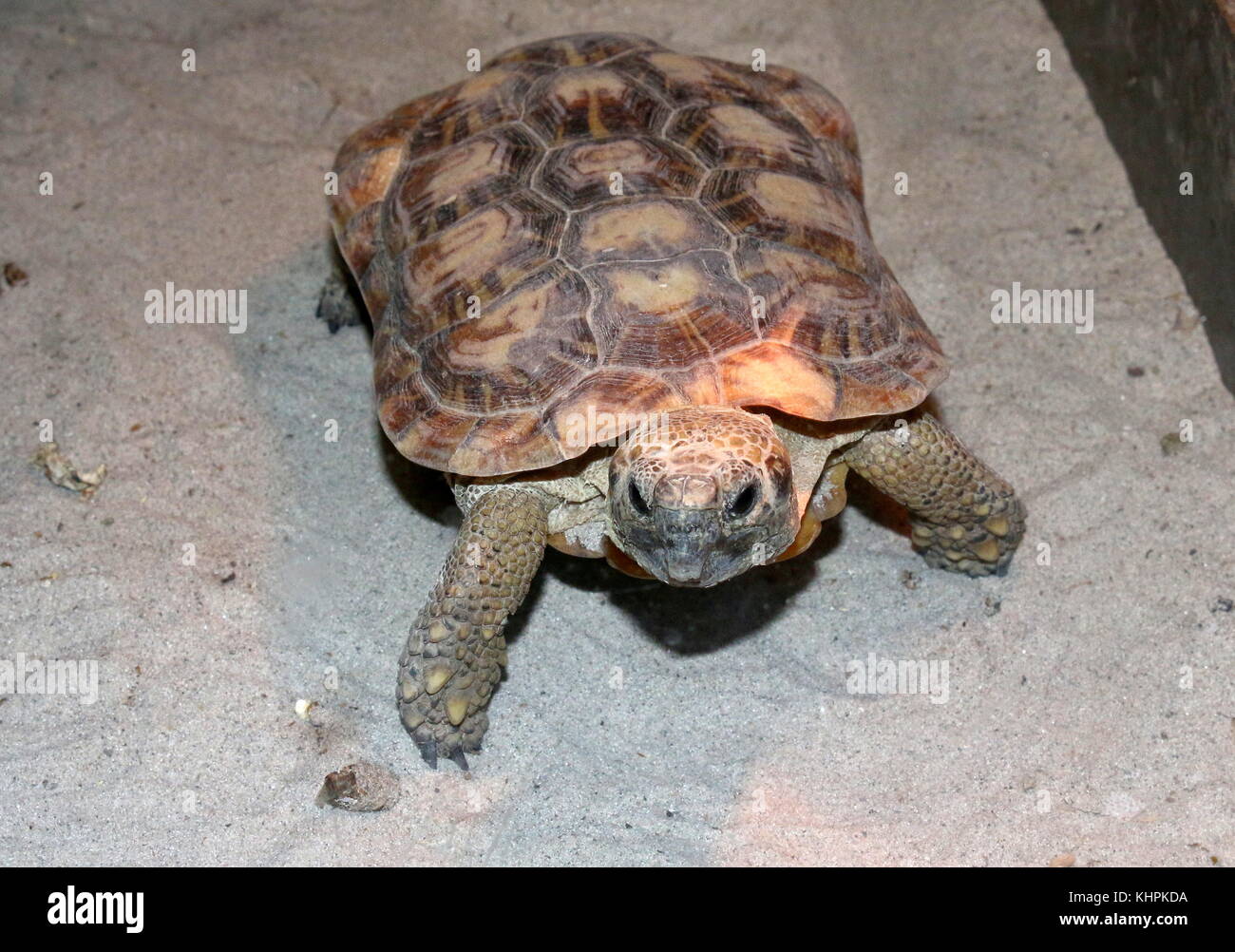 African Pancake tortoise (Malacochersus tornieri, Testudo tornieri), native to Kenya & Tanzania Stock Photo