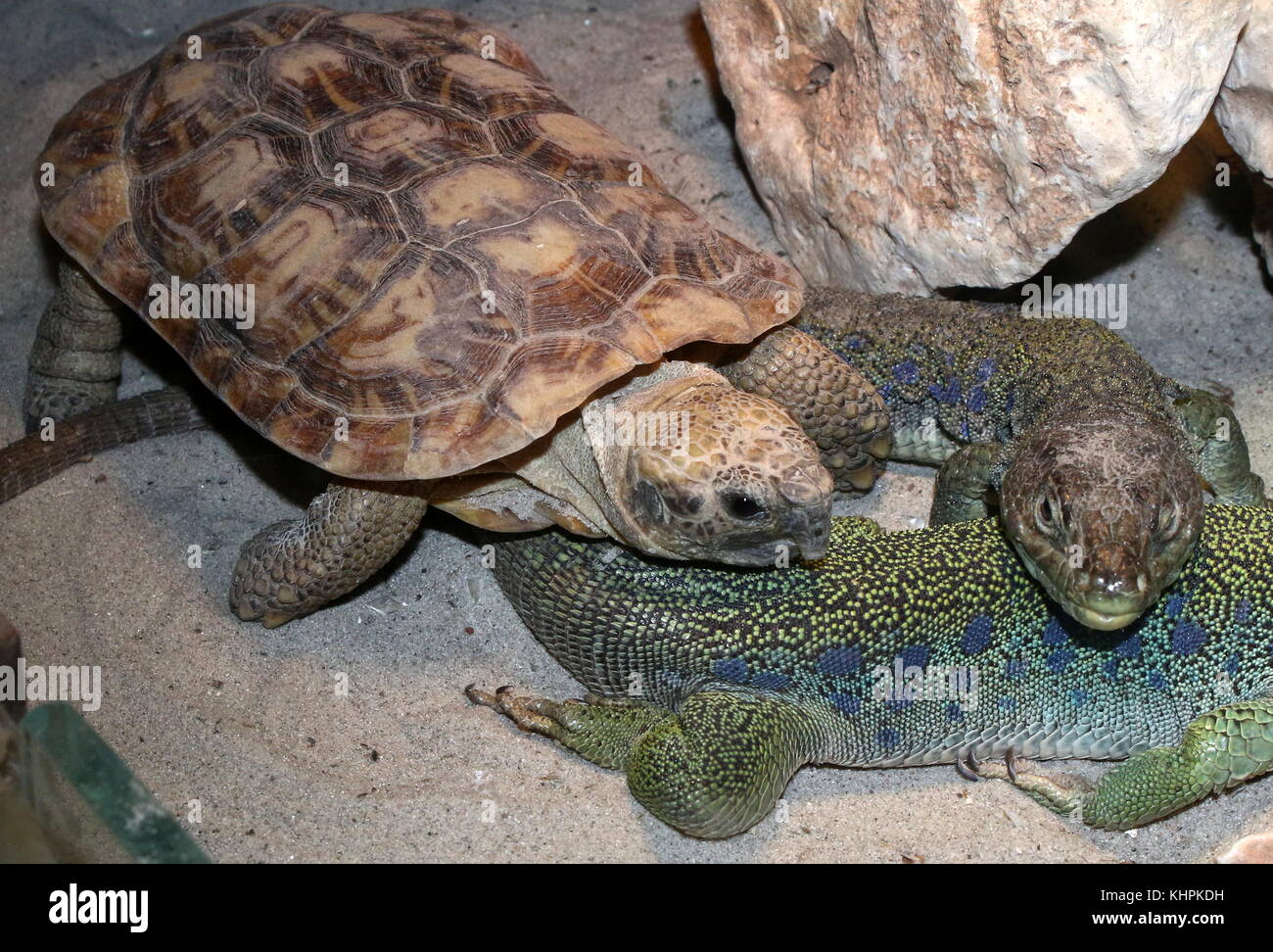 East African Pancake tortoise (Malacochersus tornieri, Testudo tornieri), Together with pair of Ocellated lizards (Timon lepidus, Lacerta lepida). Stock Photo