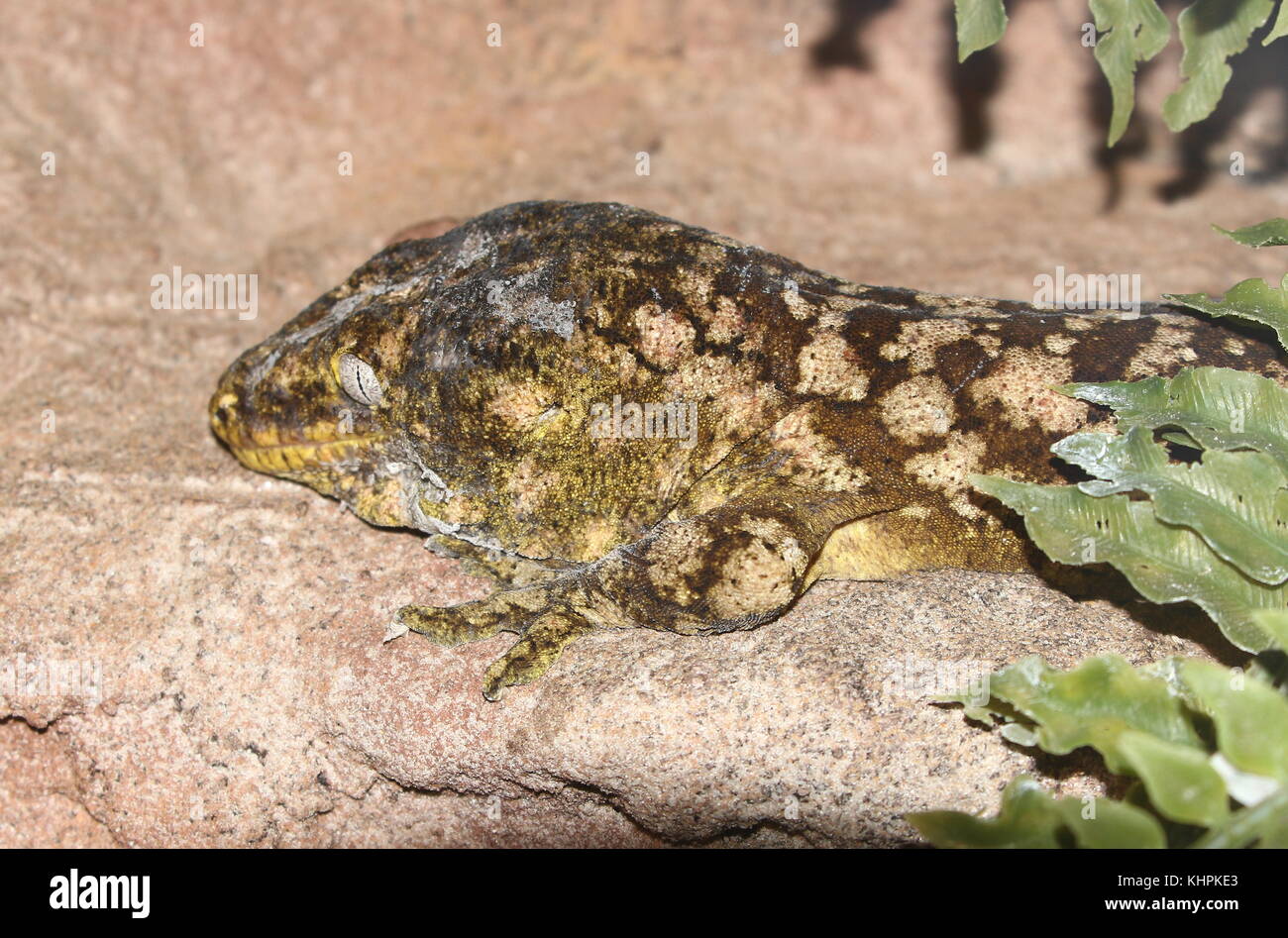 New Caledonian or Leach's giant gecko (Rhacodactylus leachianus) Stock Photo