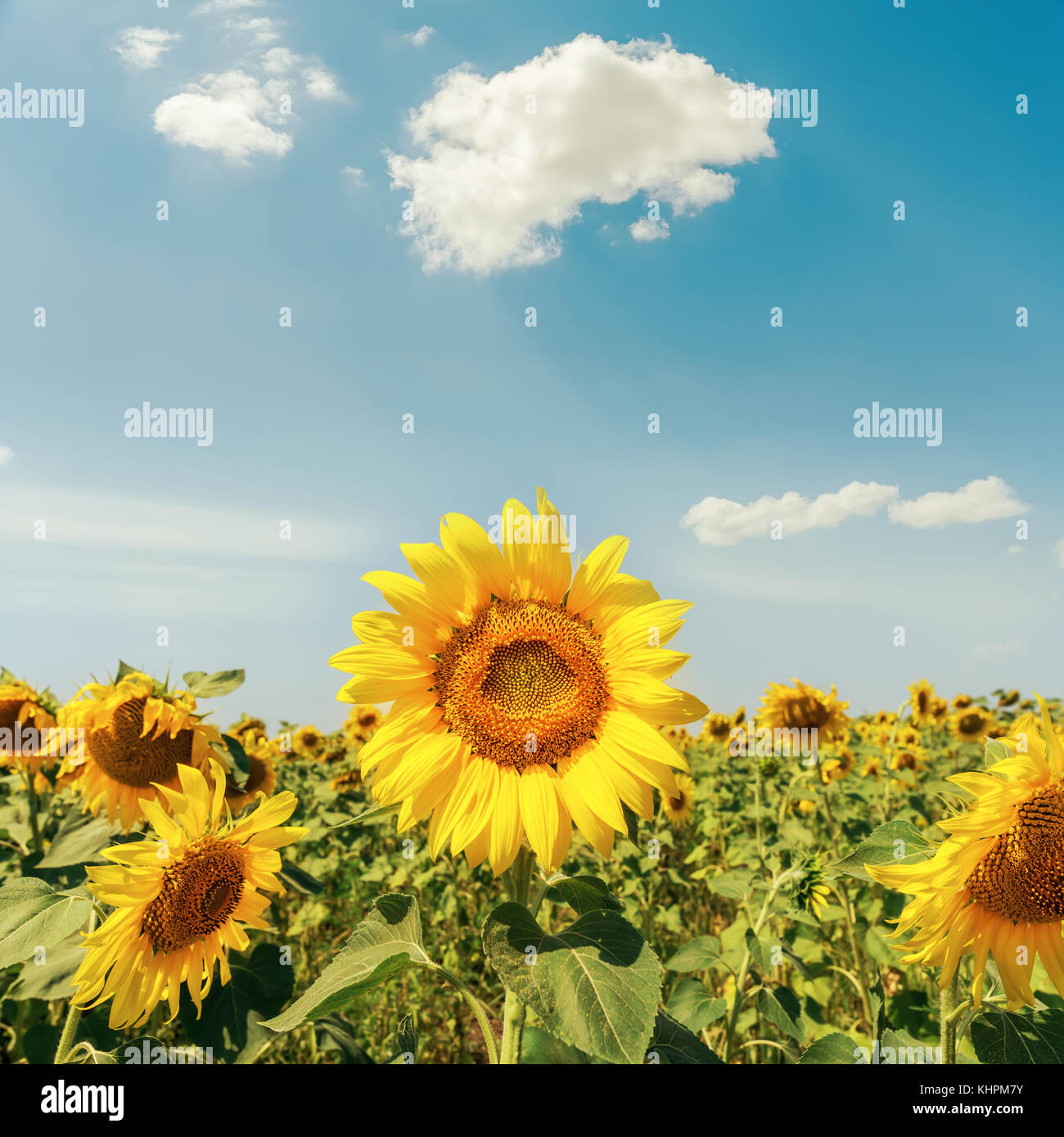 sunflowers on field under cloudy sky Stock Photo - Alamy