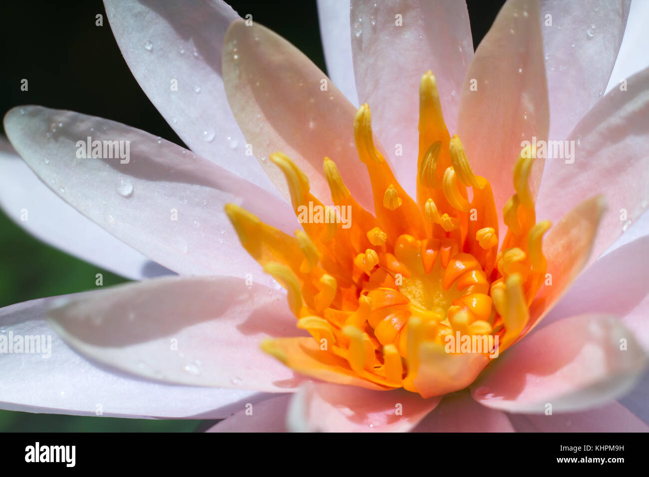Close-up lotus flower,Beautiful lotus flower Stock Photo