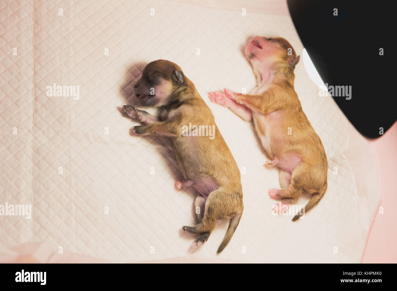 Sweet newborn puppys sleeping under the light for warmth. Stock Photo