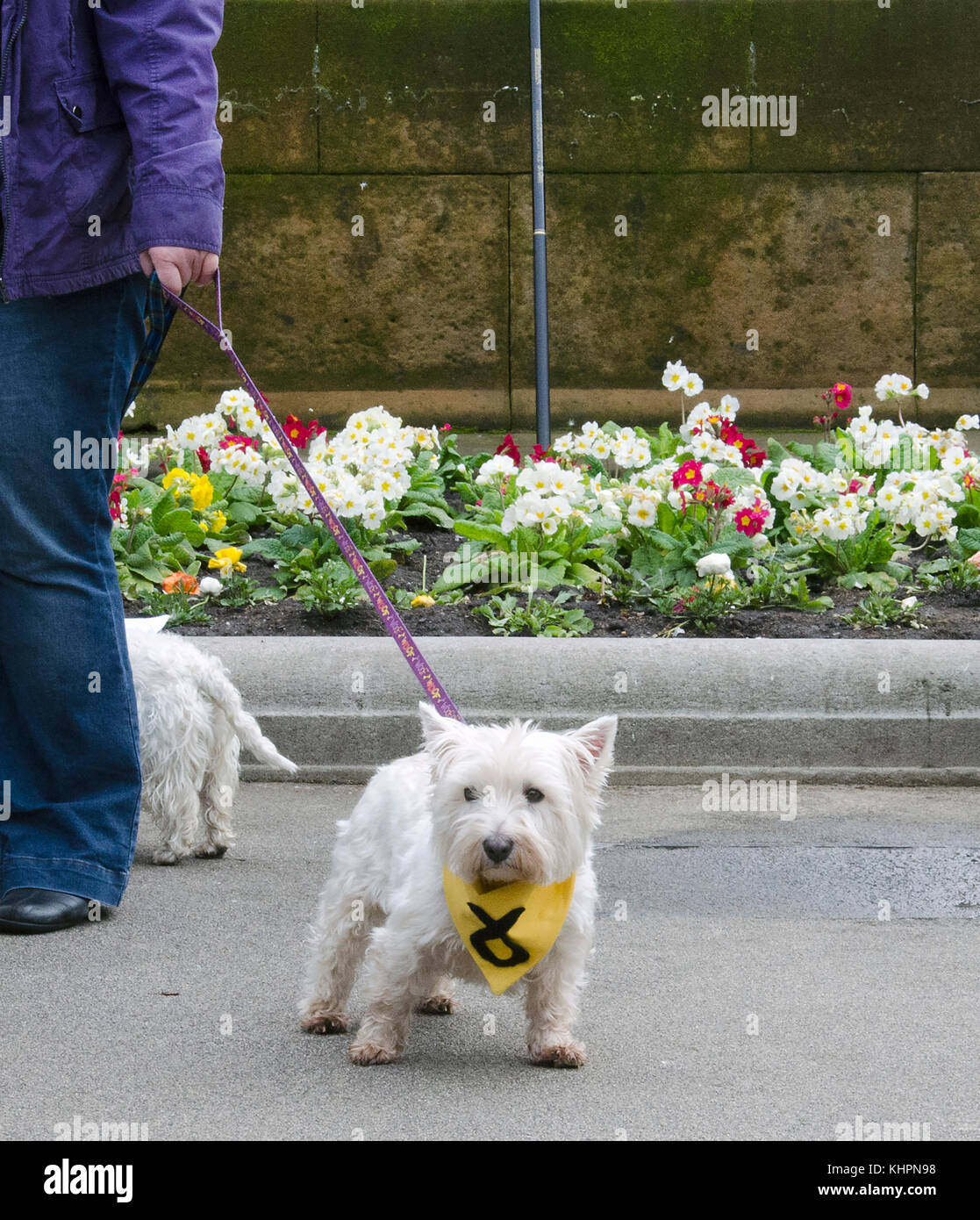GLASGOW, SCOTLAND- APRIL 04 2015: A Scottish Terrier, also known as a Scottie, wears an SNP scarf at the the Scrap Trident demonstration. Stock Photo