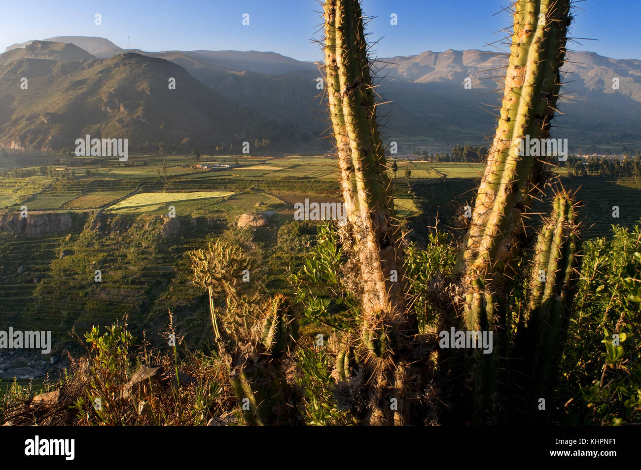 Landscape of the Peruvian high plateau in the vicinity of the Colca Canyon on the route that leads to the Cruz del Cóndor. Colca Canyon, Peru Stock Photo
