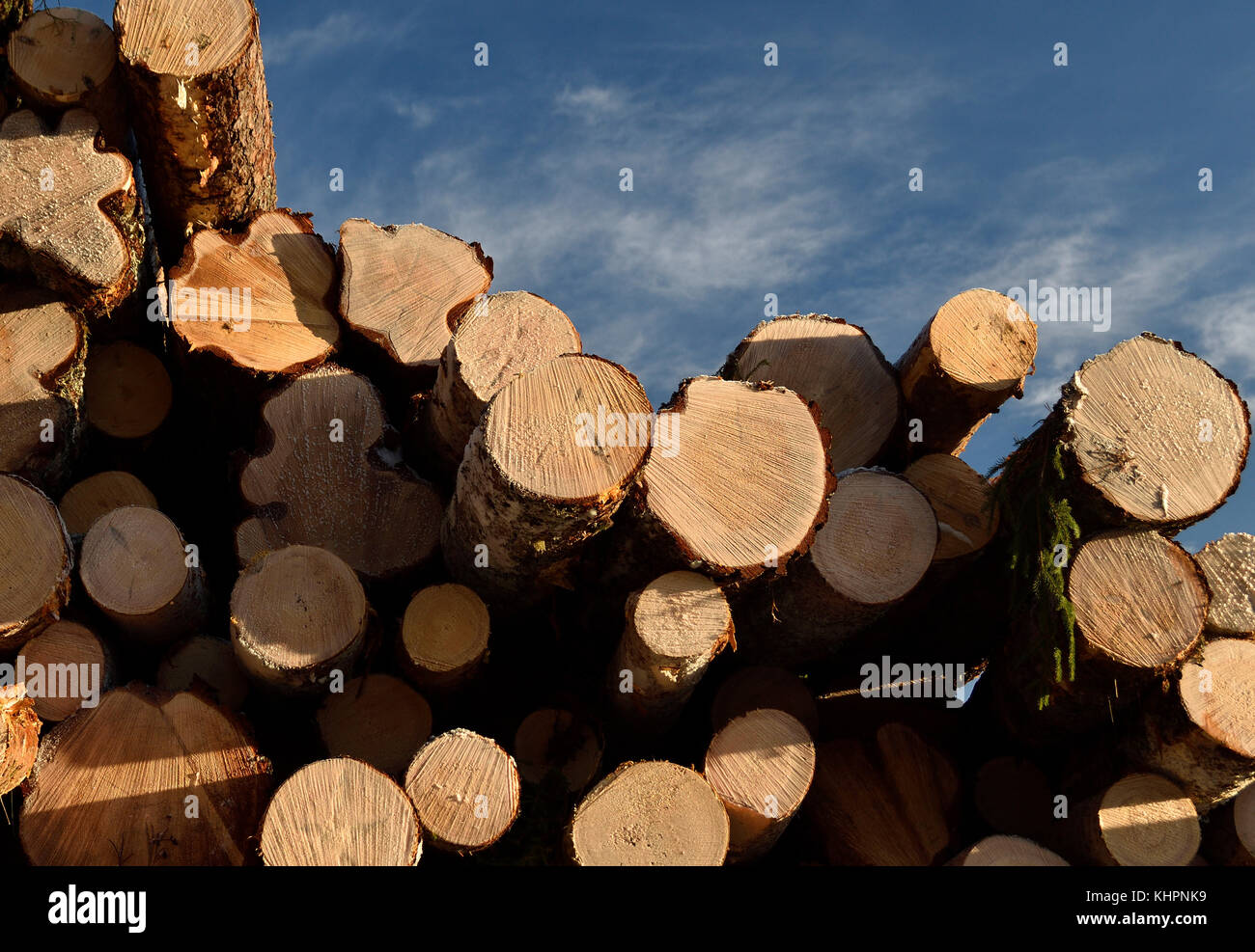 Stack of timber against a blue sky, picture from the North of Sweden ...