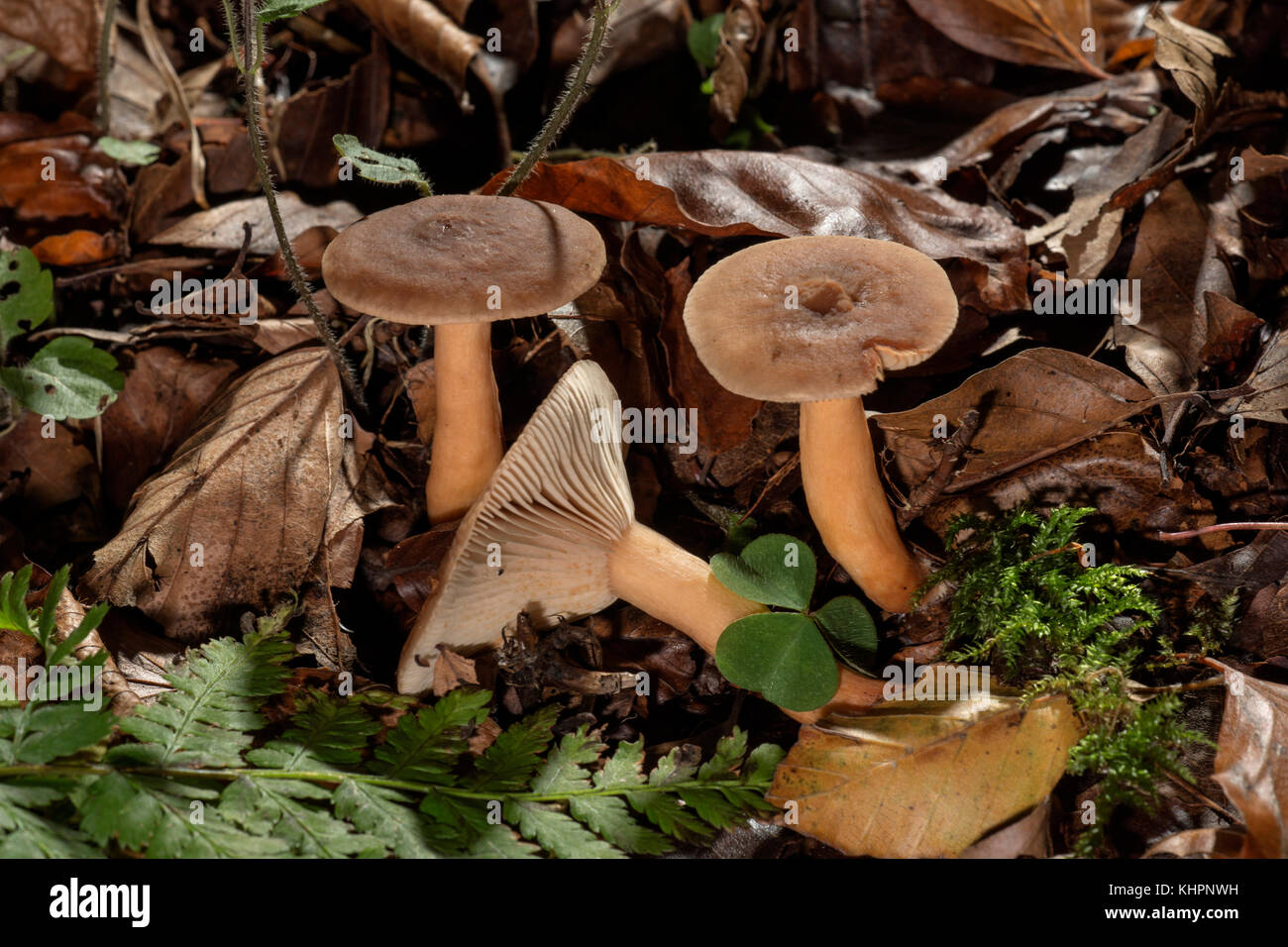 Mushroom (Lactarius rufus), Untergröningen, Baden-Württemberg, Germany Stock Photo