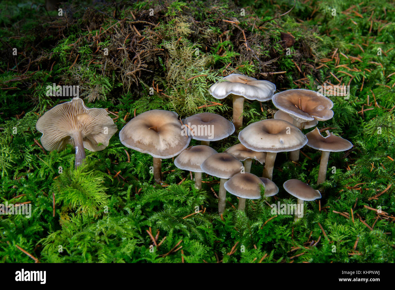 Mushroom (Clitocybe metachroa), Untergröningen, Baden-Württemberg, Germany Stock Photo