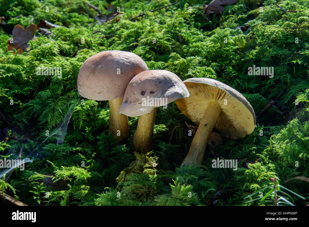 Mushroom (Tricholoma bufonium), toxic, Untergröningen, Baden-Württemberg, Germany Stock Photo