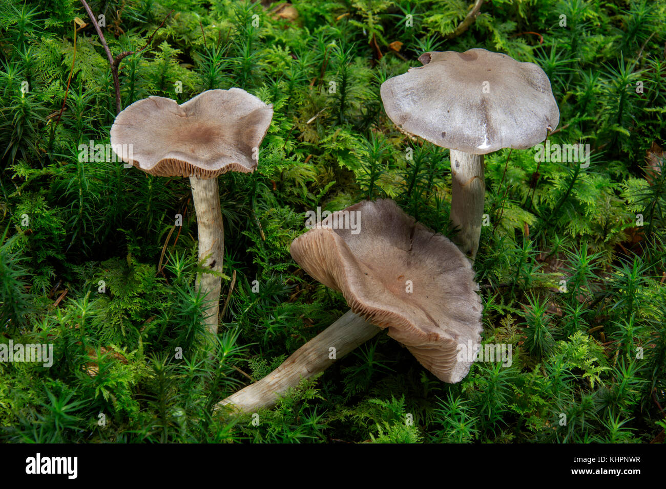 Mushroom (Cortinarius violaceocinereus), Untergröningen, Baden-Württemberg, Germany Stock Photo