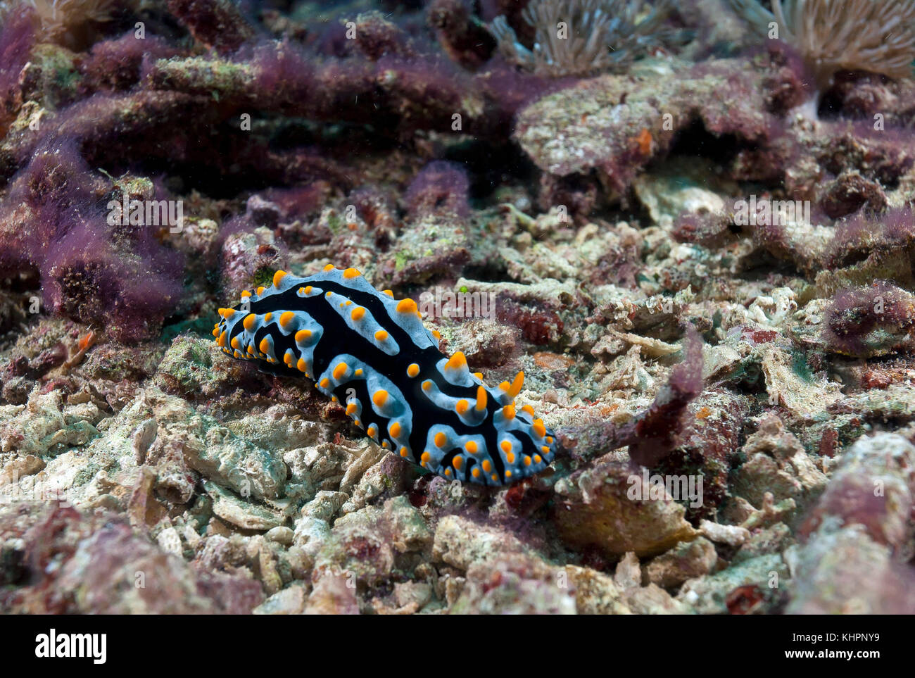 Warty Snail (Phyllidia varicosa), Nusa Lembongan, Small Sunda Islands, Indonesia Stock Photo