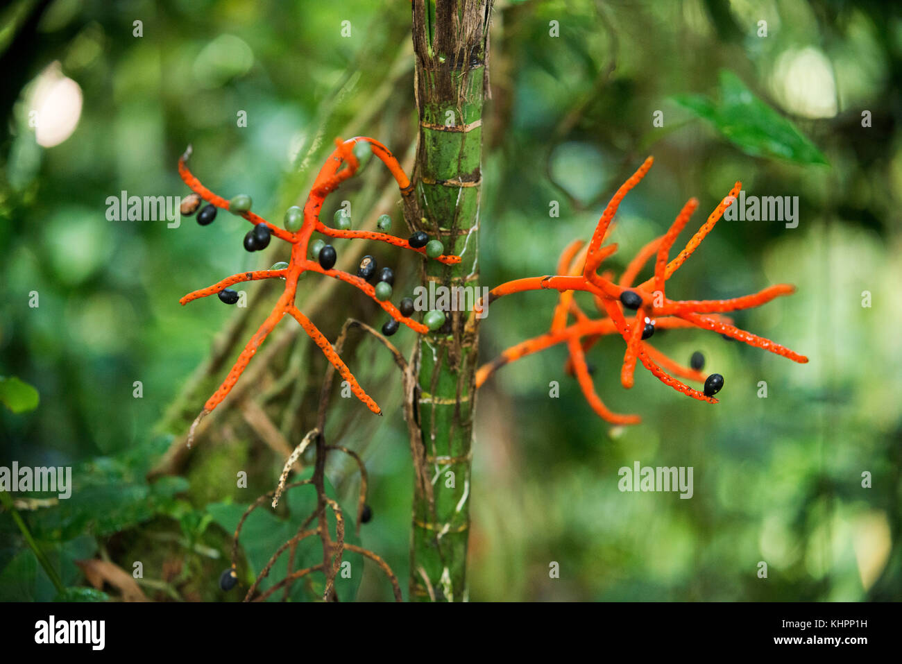 Tropical plants and Flora in Arenal in Costa Rica, Central America. Stock Photo