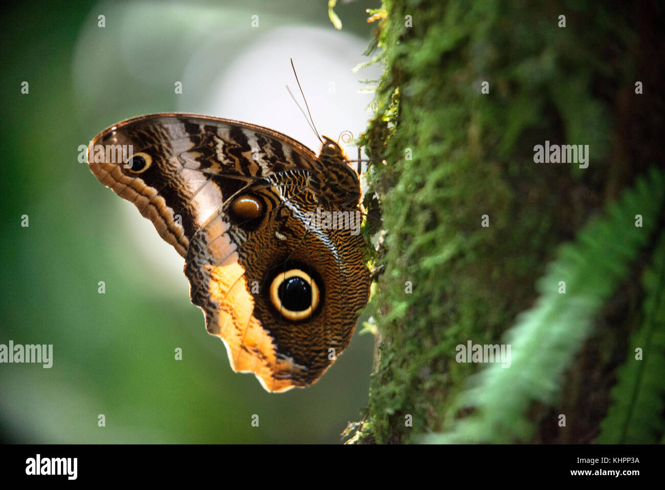 Butterfly caligo specie in Arenal in Costa Rica, Central America. The