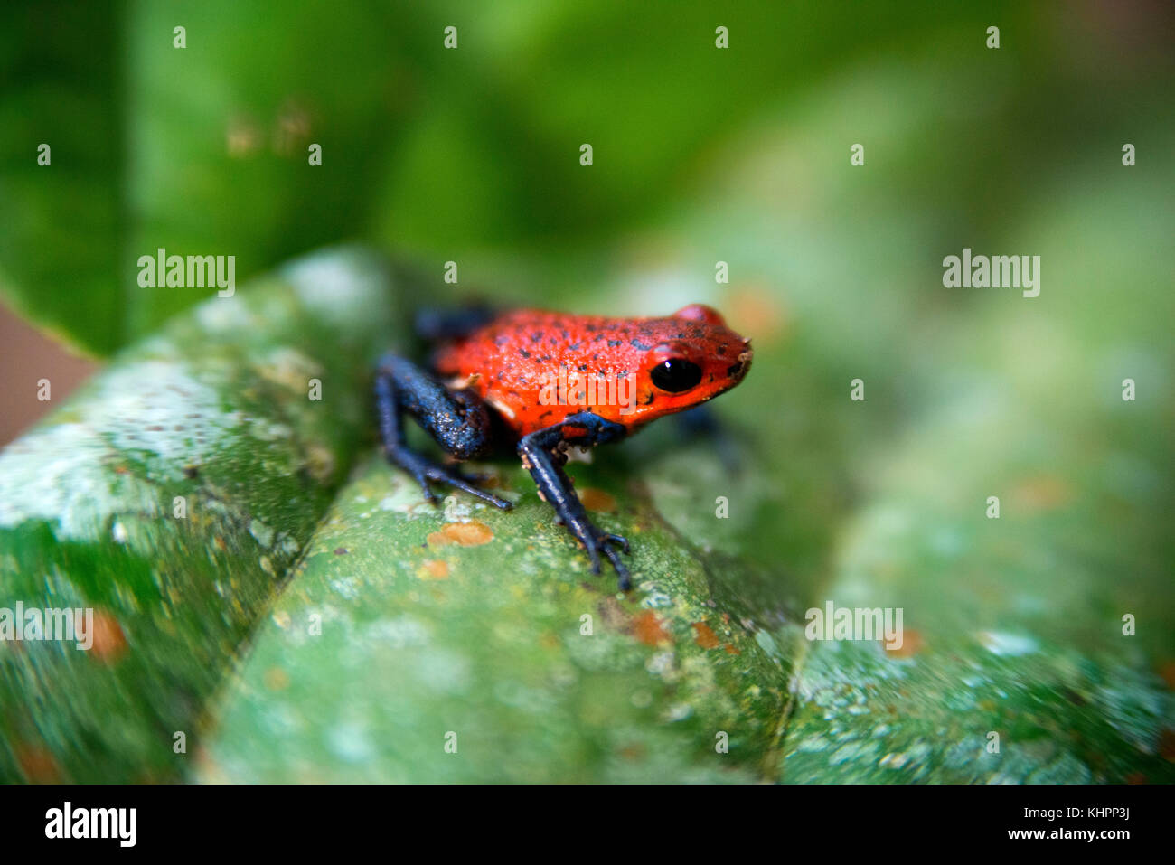 Strawberry poison-arrrow frog, red-and-blue poison-arrow frog, flaming poison-arrow frog, Blue Jeans Poison Dart Frog (Dendrobates pumilio), sitting o Stock Photo