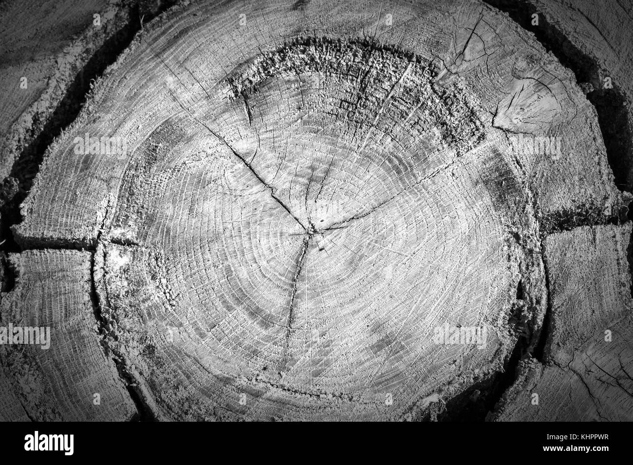 Tree rings old wood texture with the cross section of a cut log showing